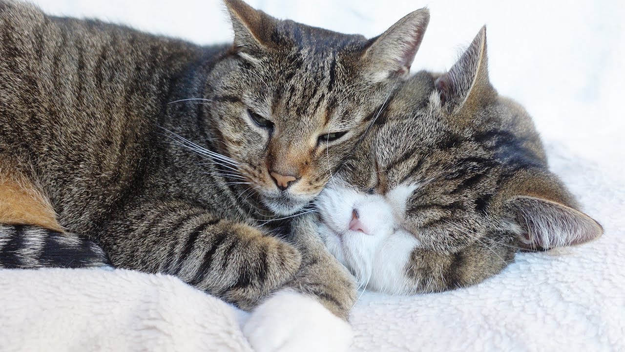 顔がふわふわ過ぎて枕にされちゃうねこ。-Maru's face is a very fluffy pillow.-