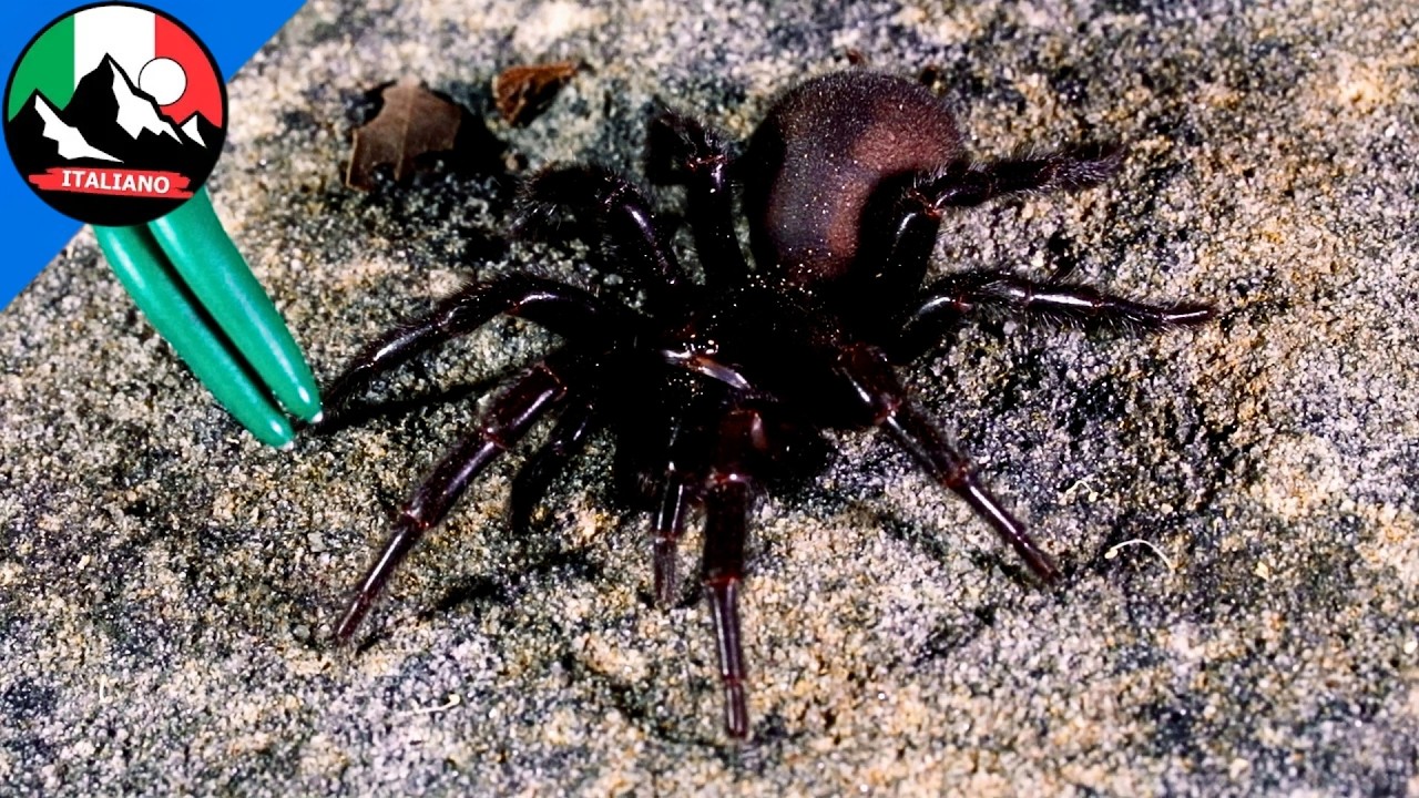 Cosa succede se ti morde questo ragno gigante? RAGNO PI&Ugrave; VELENOSO DEL MONDO | Brave Wilderness