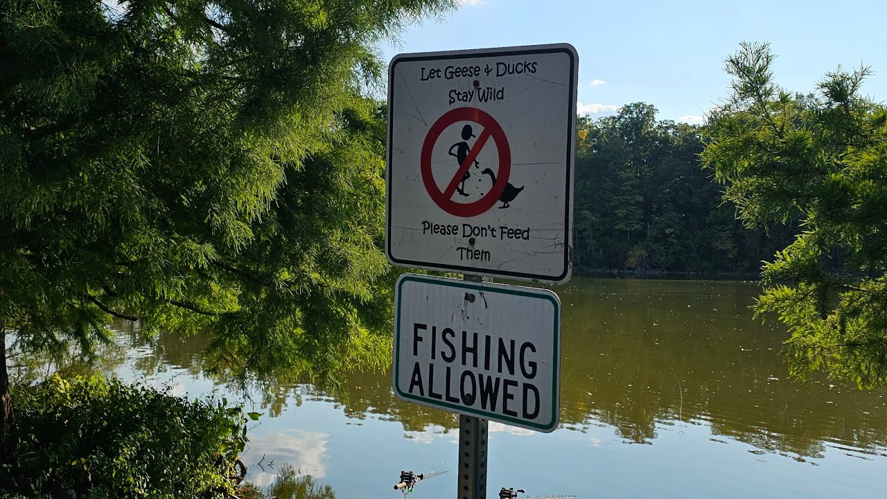 Carp and Catfish live fishing for big ones