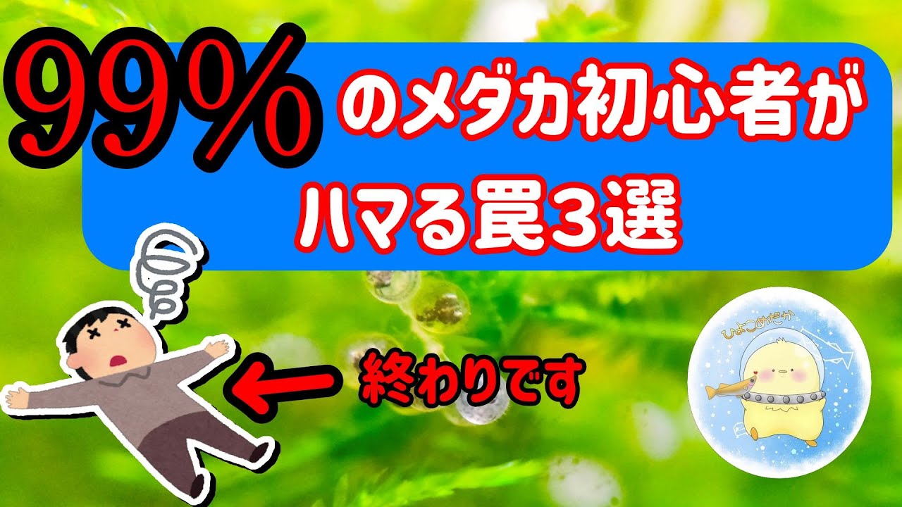 【初心者向け】99%がハマる罠3選【ひよこめだか/メダカ飼育】