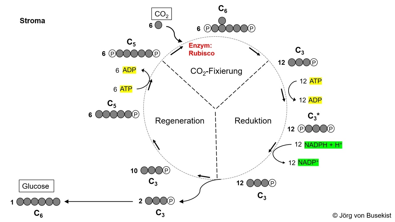 Dunkelreaktion der Fotosynthese (Calvin-Zyklus)