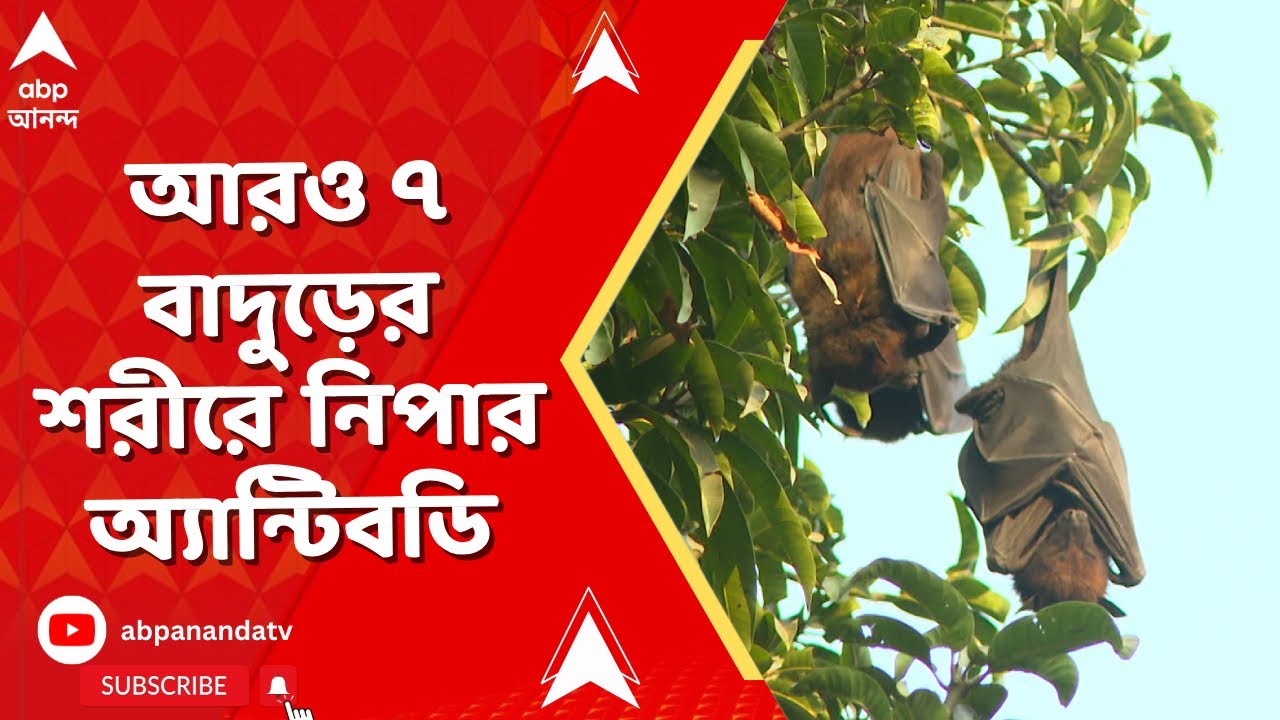 Nipah Virus | নিপা আক্রান্ত ২ নার্স, সমীক্ষায় চাঞ্চল্যকর তথ্য।আরও ৭ বাদুড়ের শরীরে নিপার অ্যান্টিবডি