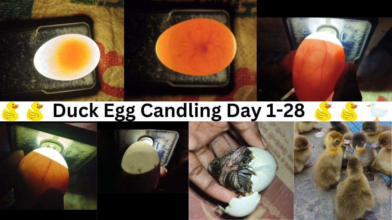 Duck Egg Candling Day 1-28 - Egg Candling Using Mobile Phone
