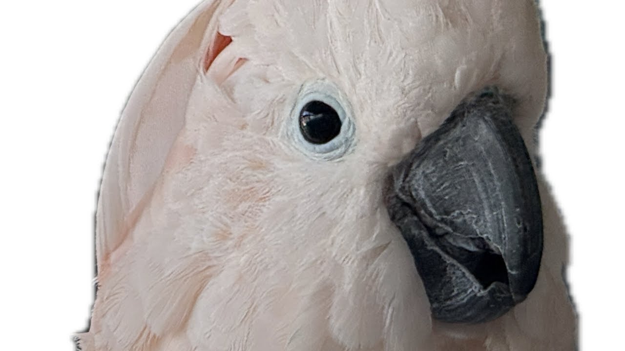 Golden Eggs and Broken Wings: Breeder Parrots