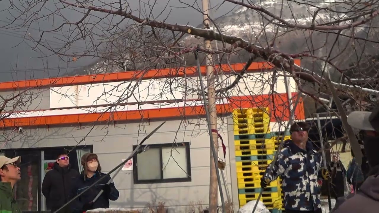 2026 01 10 마루바 성목 개심형 전정 오카다