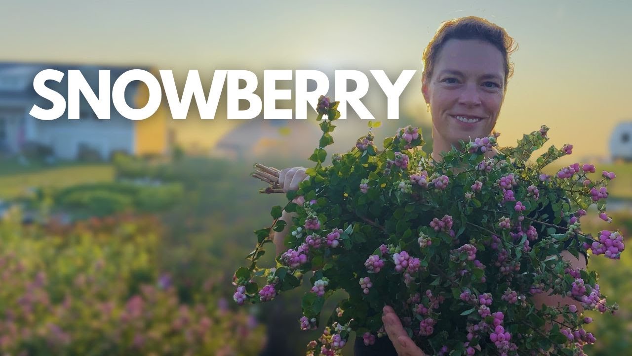 Add This Beautiful Berry to Your Cut Flower Farm