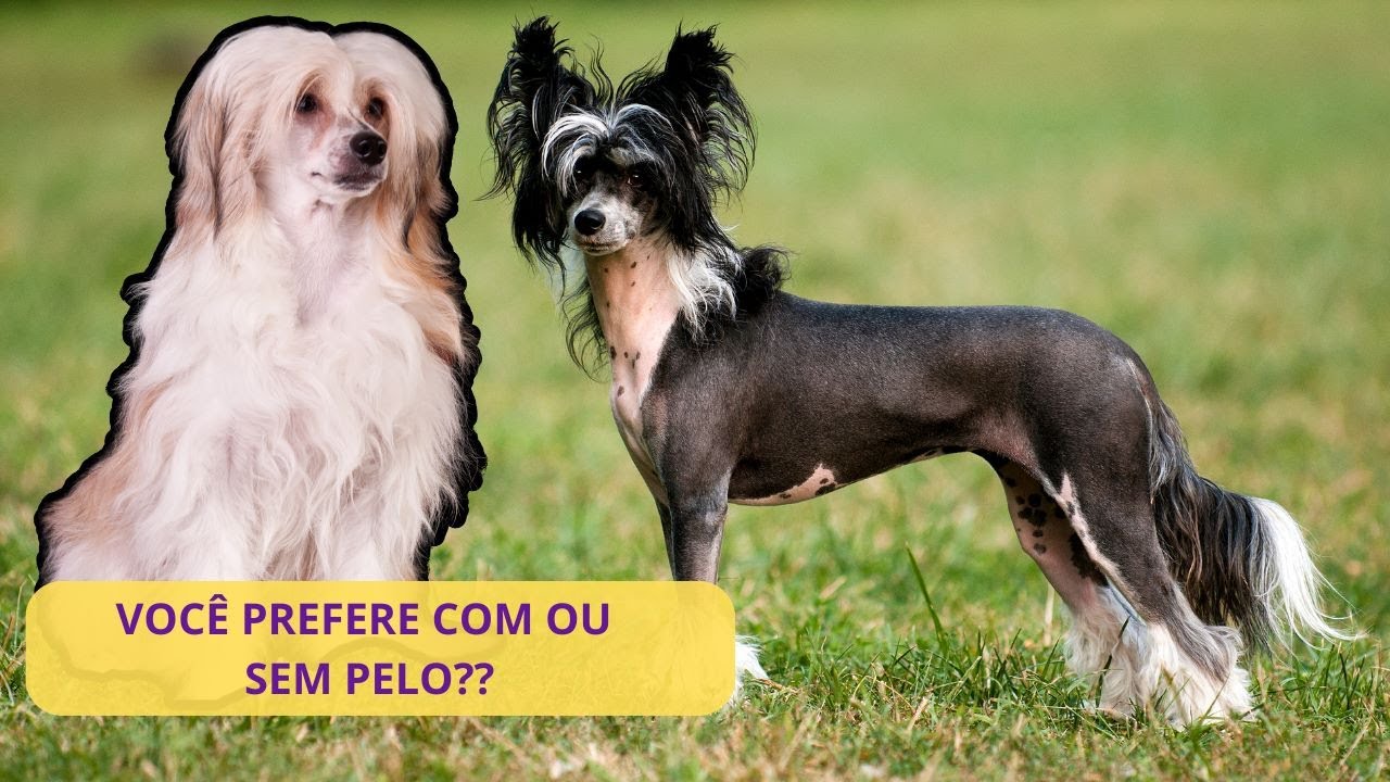 Tudo o que você precisa saber sobre o Cão de Crista Chinês