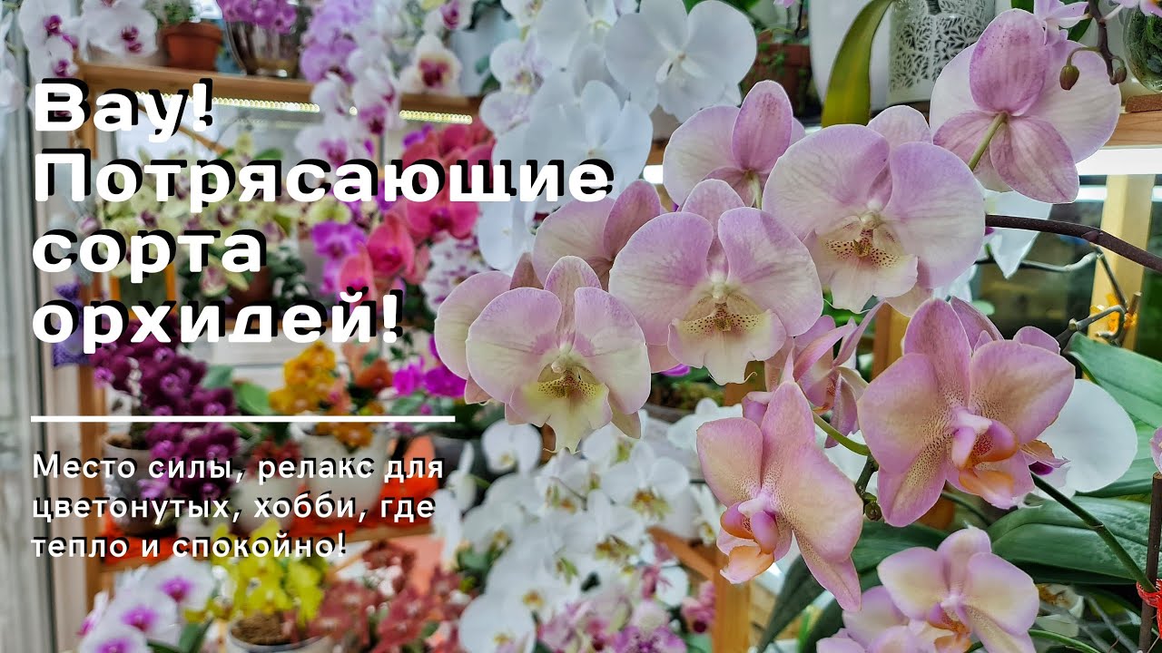 Джунгли из каскадов, редкие сорта орхидей, завараживающее зрелище цветения - и это все на балконе!