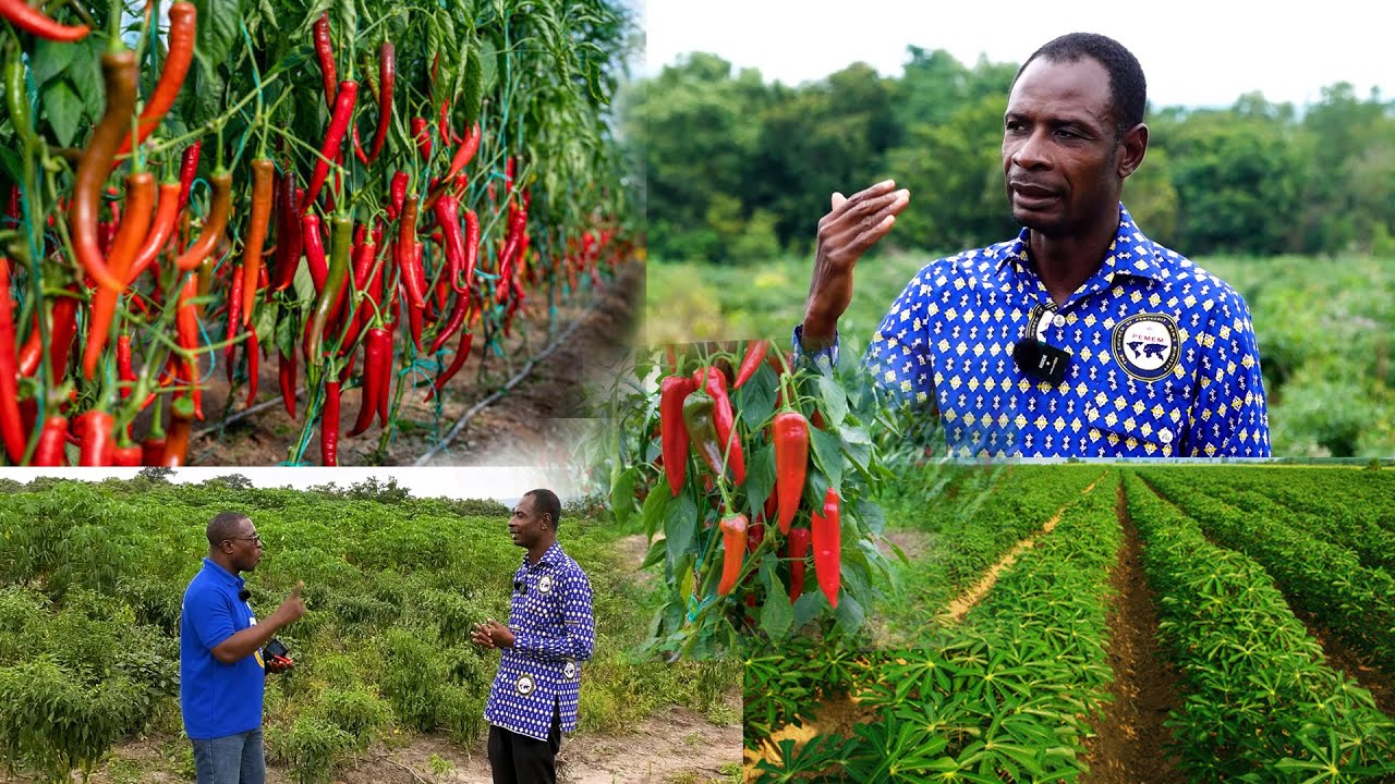 FROM REAL ESTATE TO CHILI PEPPER TO 150 ACRES OF CASSAVA  FARM  - ELDER DANIEL TETTEH SHARE  IDEAS