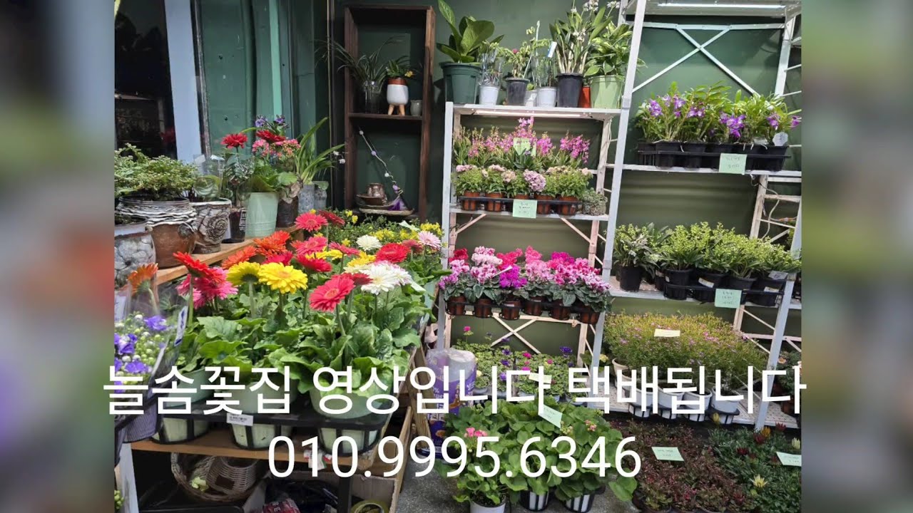 2월9일 늘솜꽃집 택배됩니다 010.9995.6346 예뿐아이들이 구경오세요 