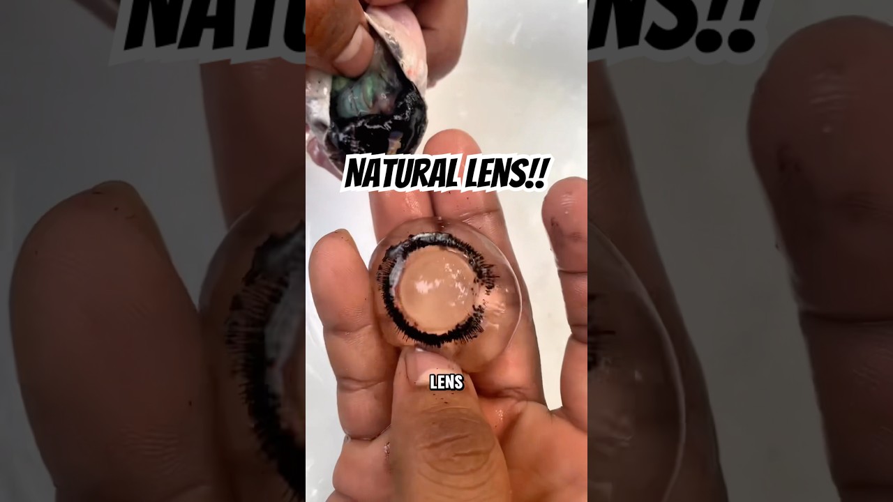What&rsquo;s Inside a Cow&rsquo;s Eye? Discover the Vitreous Humor and Natural Lens!