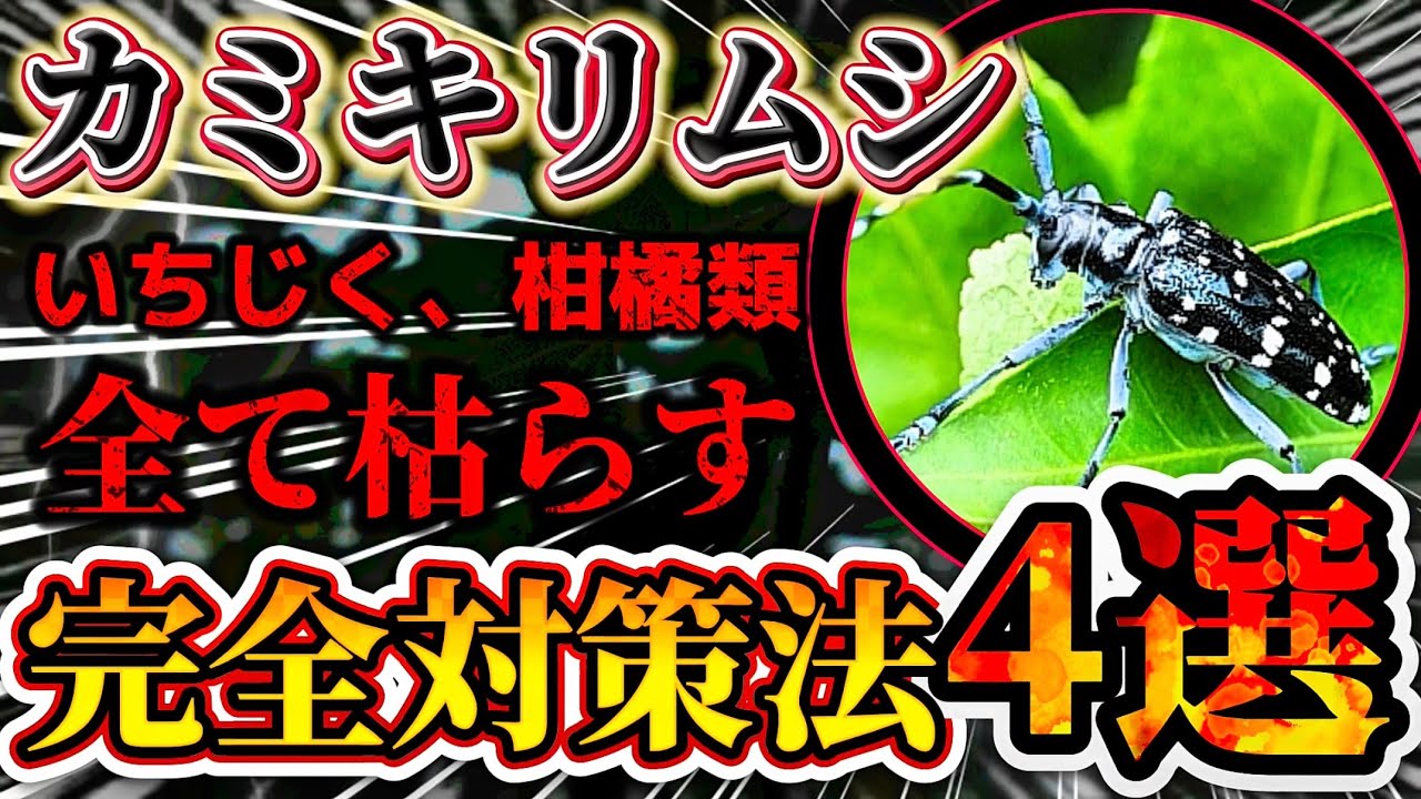 【カミキリムシ】駆除するなら