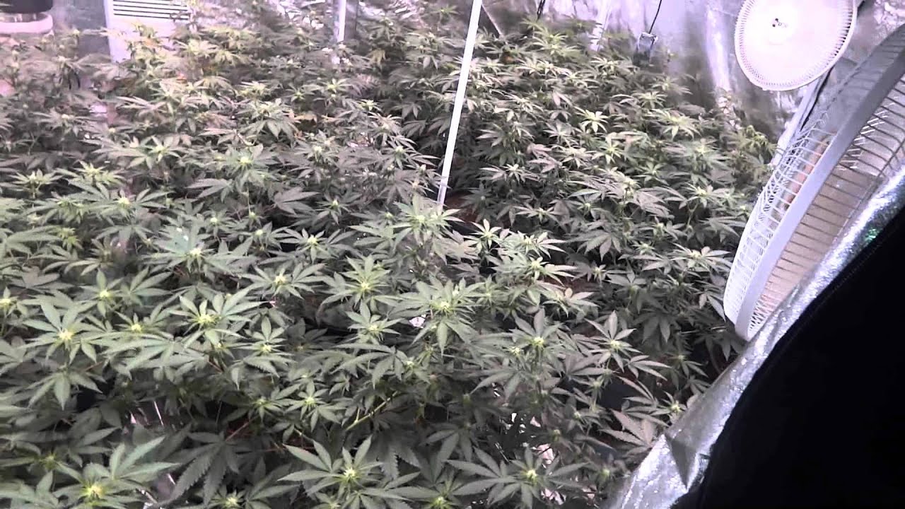 Back to Basics - Day 18 of Flower