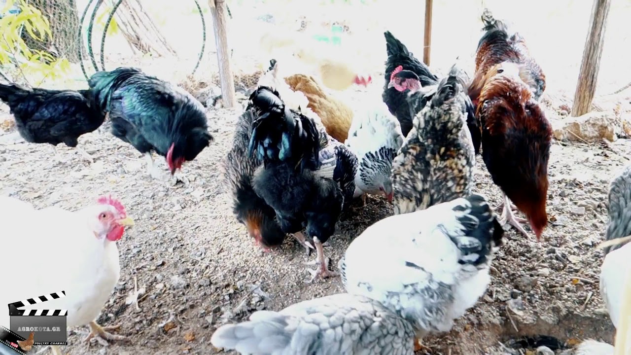 Backyard chickens - Time for food - Free range chickens -  AGROKOTA.GR -Sony rx100