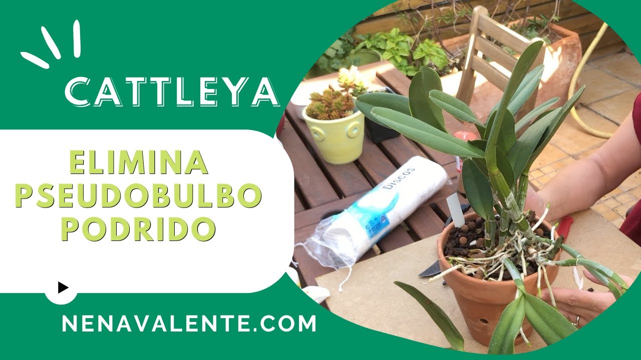 Orquídea Cattleya, eliminar pseudobulbo podrido