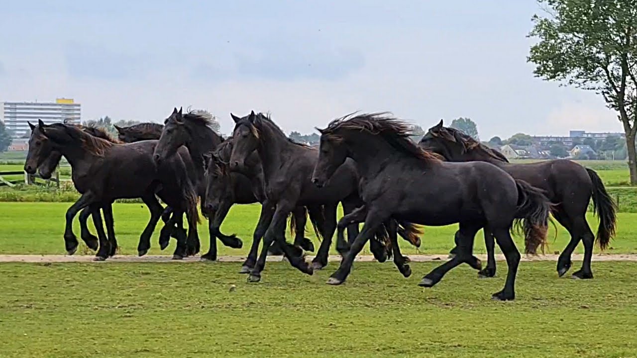 What is wrong. We have to treat her. Friesien horses