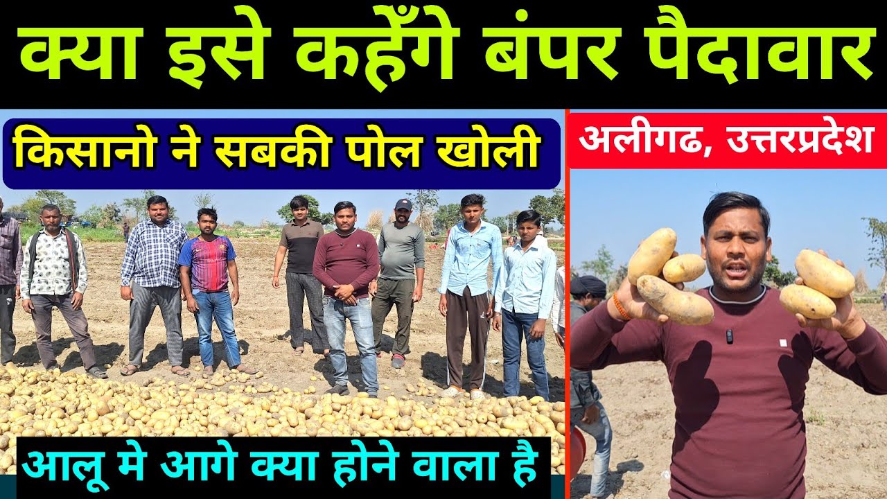 देख लो बंपर पैदावार इसे कहते है | t9 आलू की खुदाई | aalu ki khudai | real farmer education 