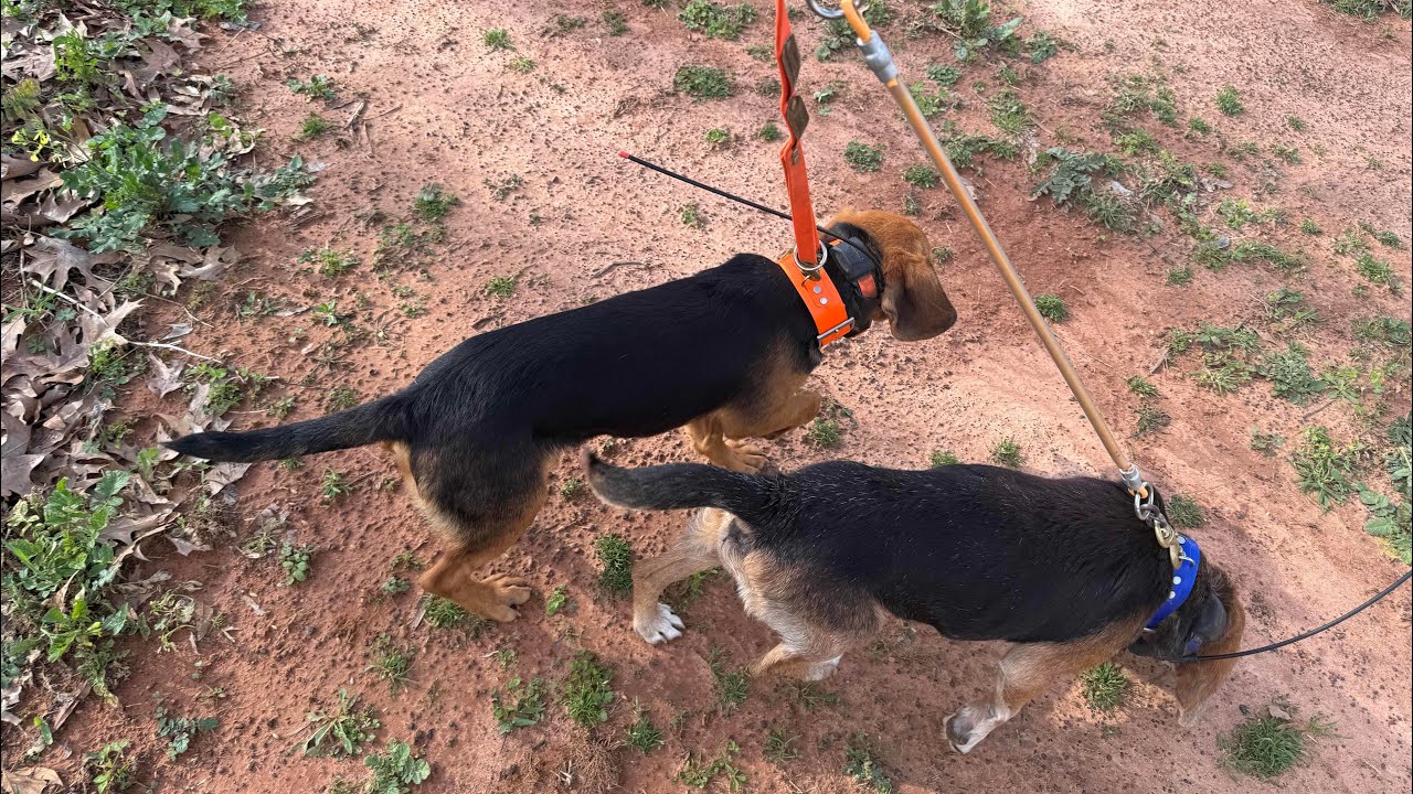 PUPPY TRAINER DELUXE !!