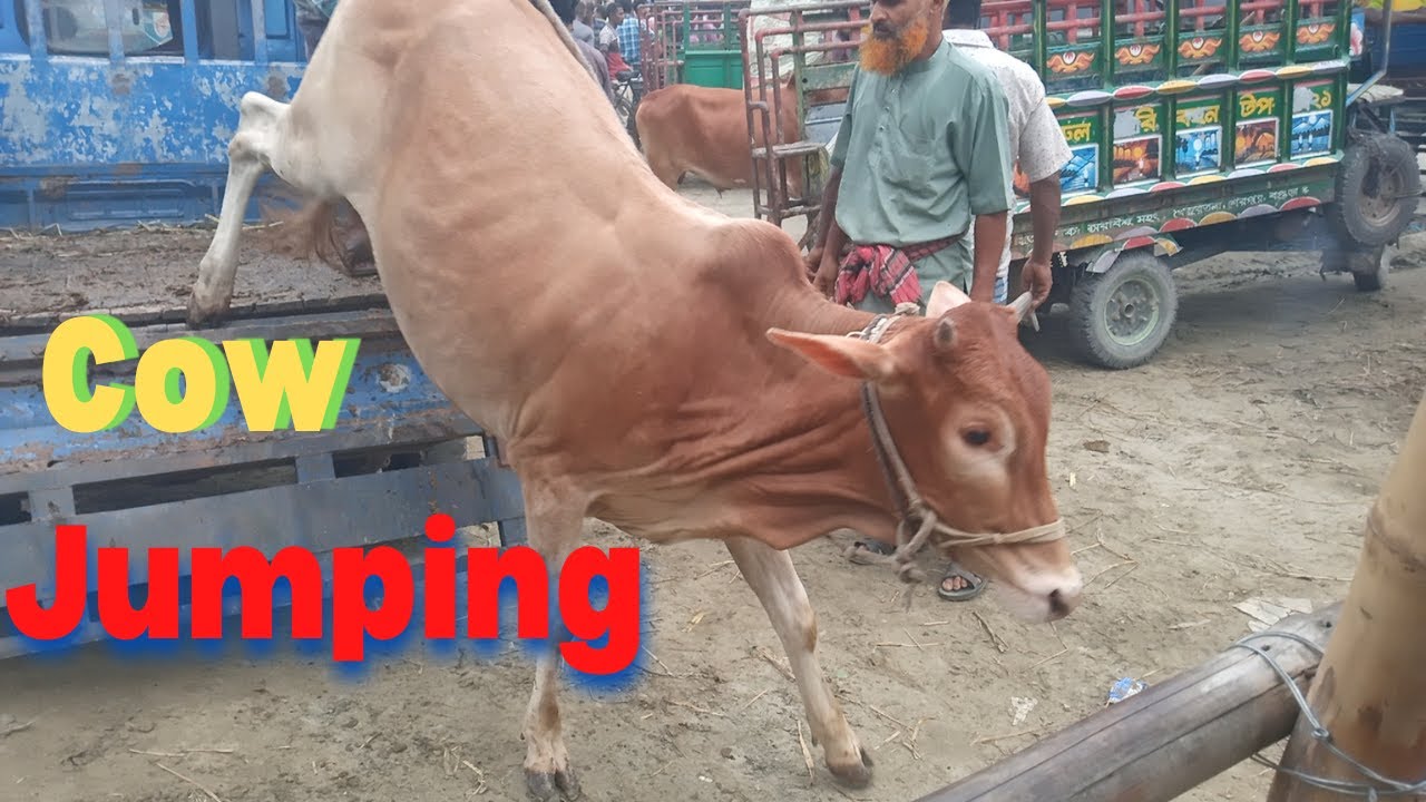Cow Unloading From tractor | At Very Popular Village Cattle Market | Jamalpur Gorur haat Feri ghat