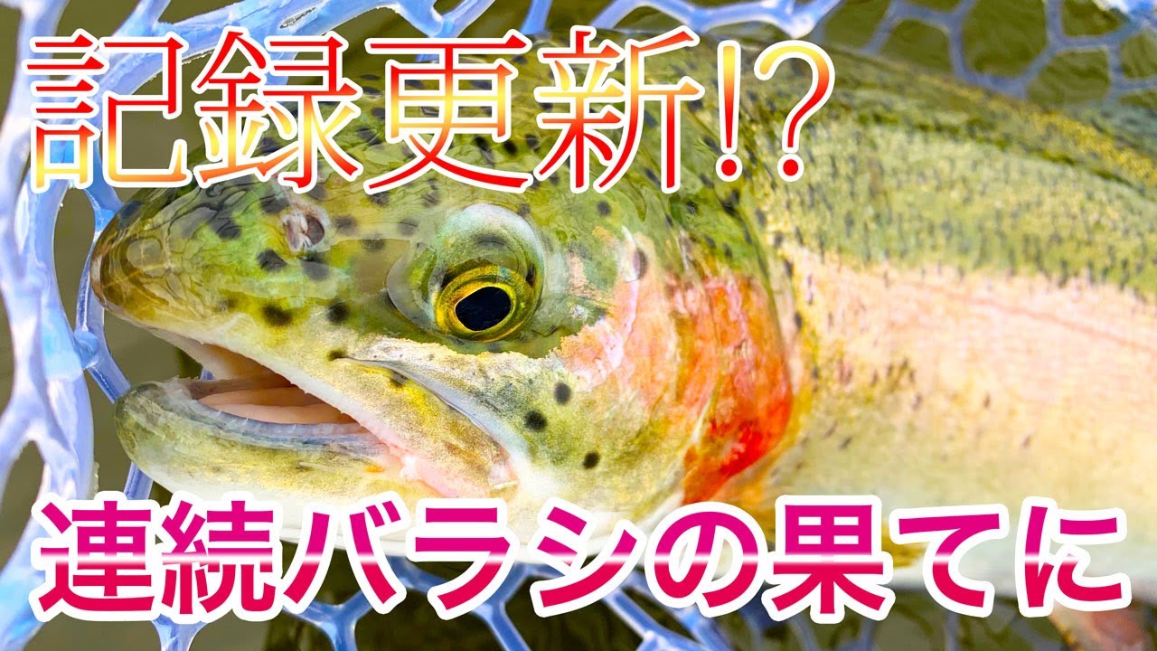 【エリアトラウト】心が折れそうな連続バラシの果てに・・・/開成水辺フォレストスプリングス｜[Area fishing]  Kaisei Waterside Forest Springs