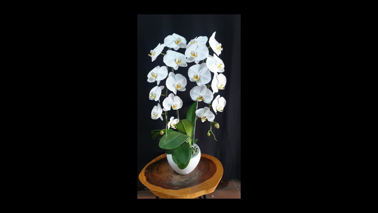 Hoa Lan Hồ Điệp / Orchid - Hướng dẫn cách uống ty cho người mới tập cắm hoa lan hồ điệp.