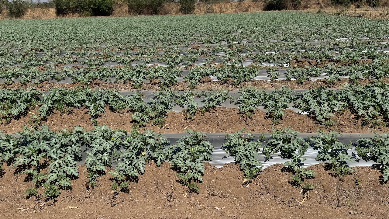 Water Melon cultivation Method for Higher Production (Residue free and Nutrient enriched Production)