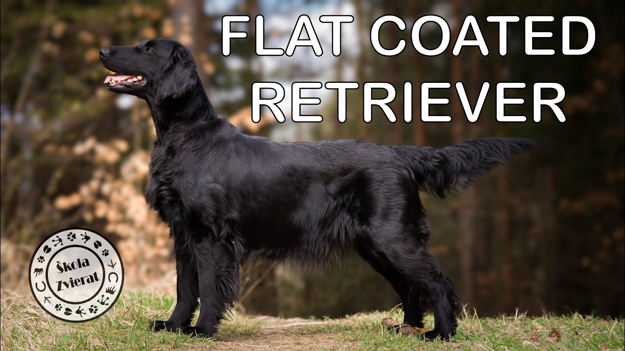 &Scaron;kola Zvierat - Flat Coated Retriever