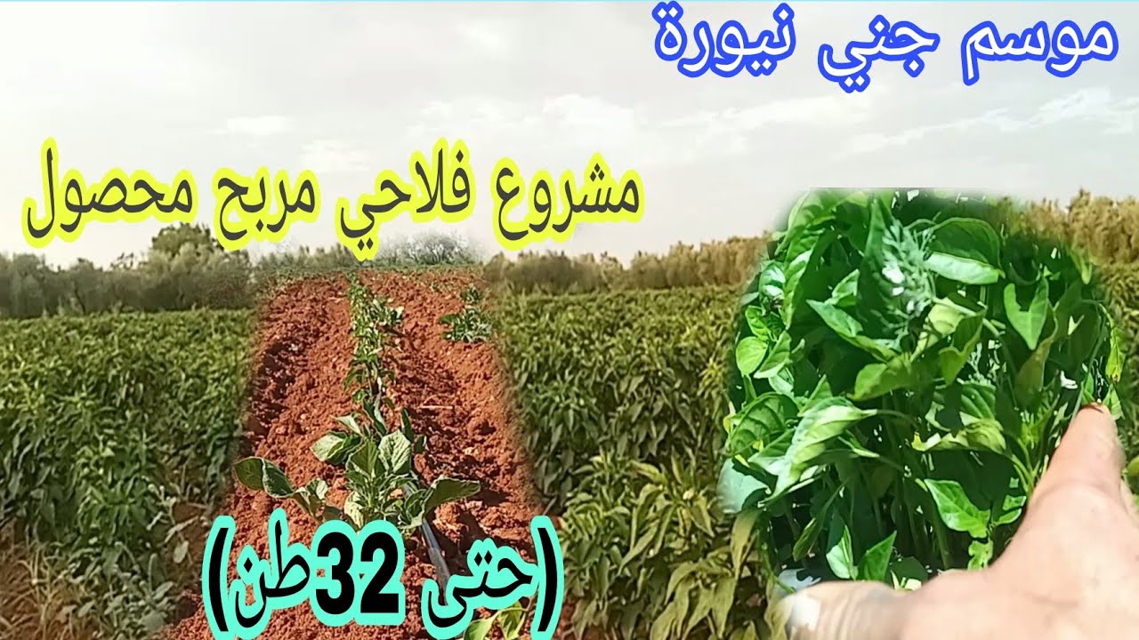 موسم جني نيورة زراعة نيورة مربحة وحتى انتاج جيد مشروع فلاحي مربح
