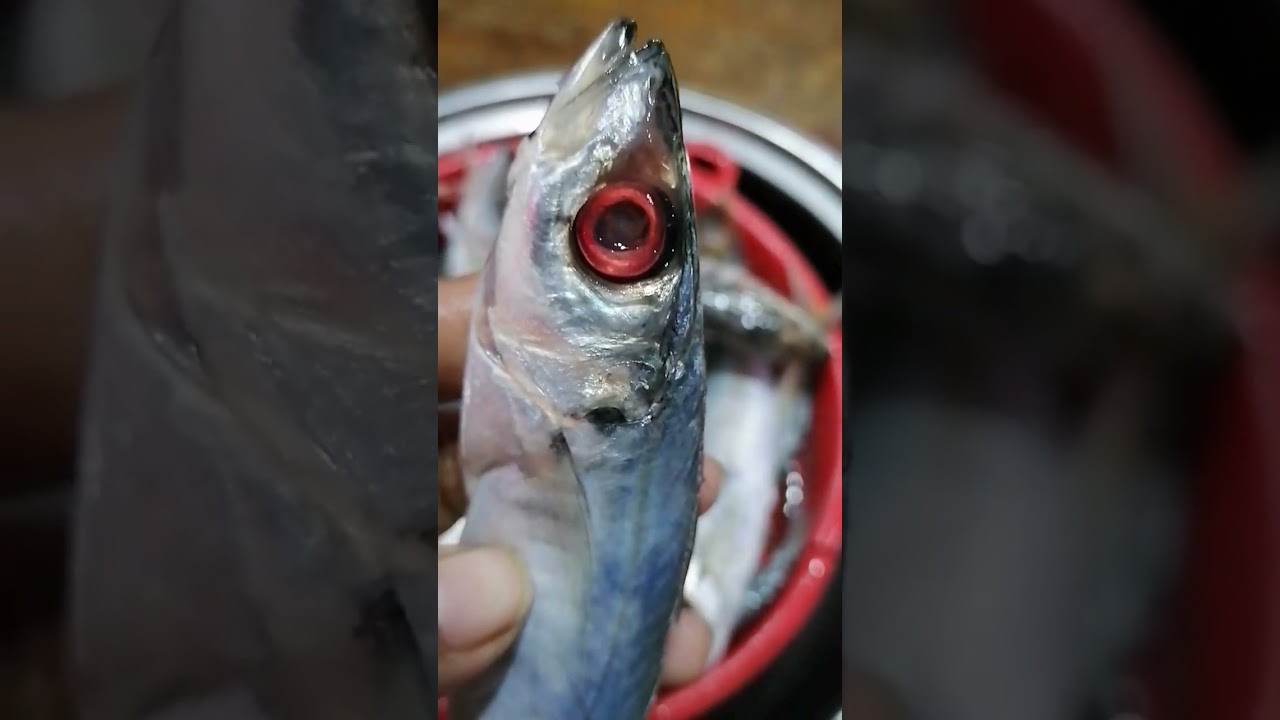 Isda na may sore eyes#fish #sore #eyes #virals #reelsvideo #reelsvideo