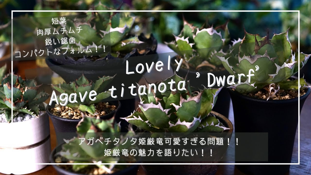 アガベチタノタ姫厳竜可愛すぎる問題！！姫厳竜の魅力を語りたい！！