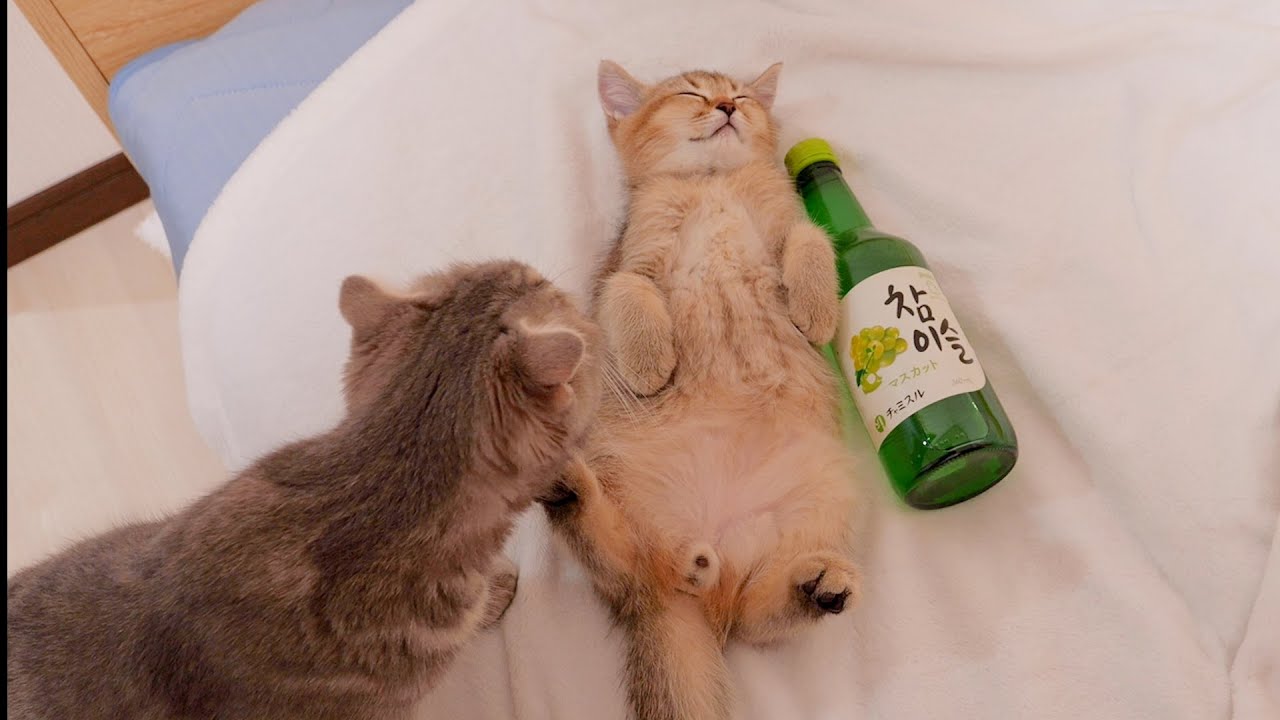 Котёнок, заснувший, как пьяный, был таким милым.