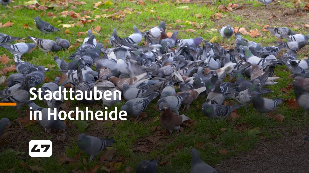 STUDIO 47 .live | STADTTAUBEN IN HOCHHEIDE