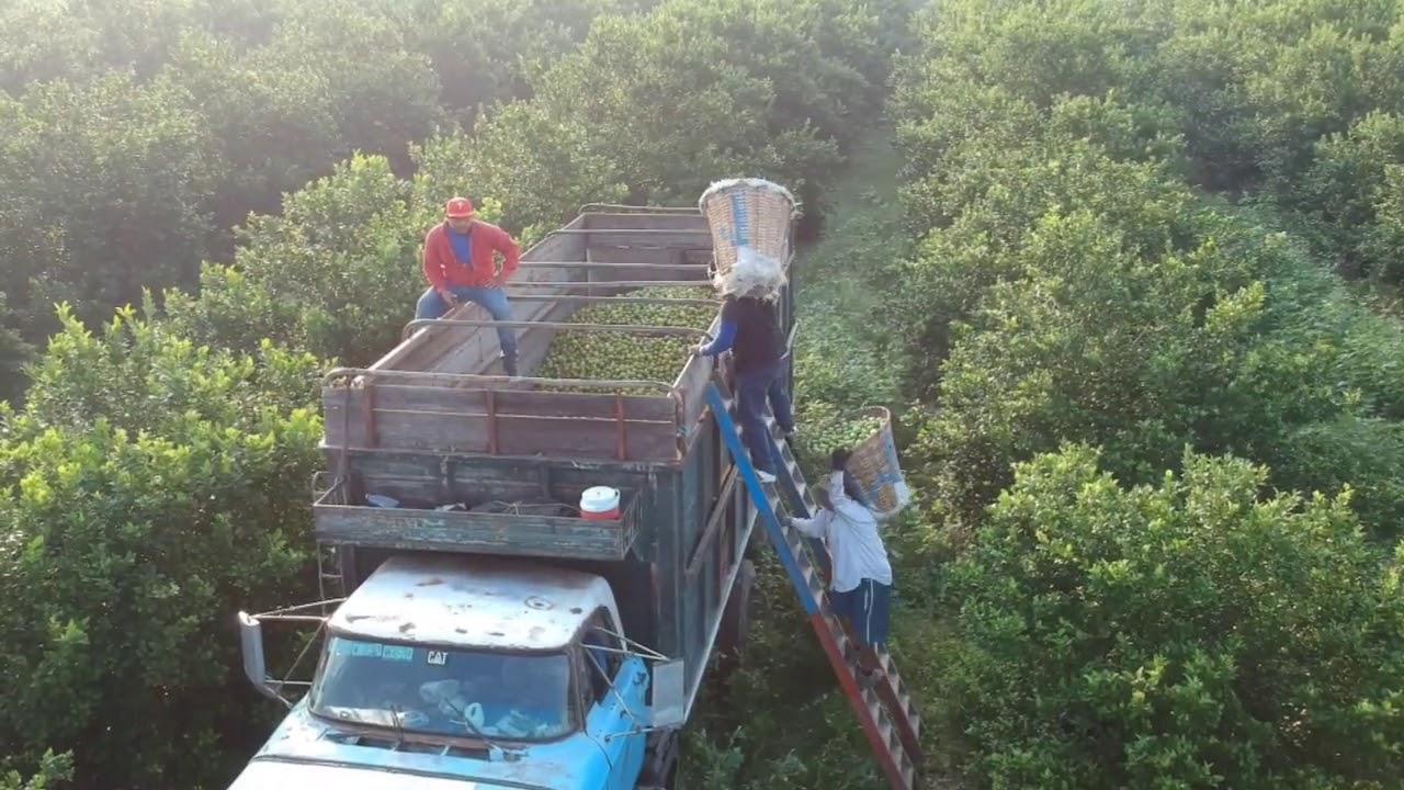 El Barretal tamaulipas pizcadores de Naranja🍊🍋