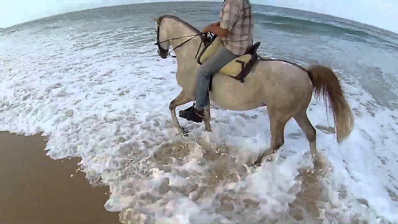 BEACH RIDE. ANDALUSIA. SPAIN