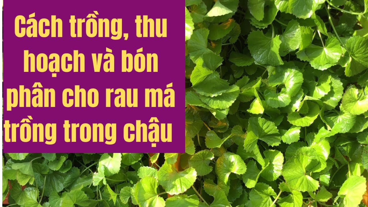 CÁCH TRỒNG , THU HOẠCH VÀ BÓN PHÂN CHO RAU MÁ