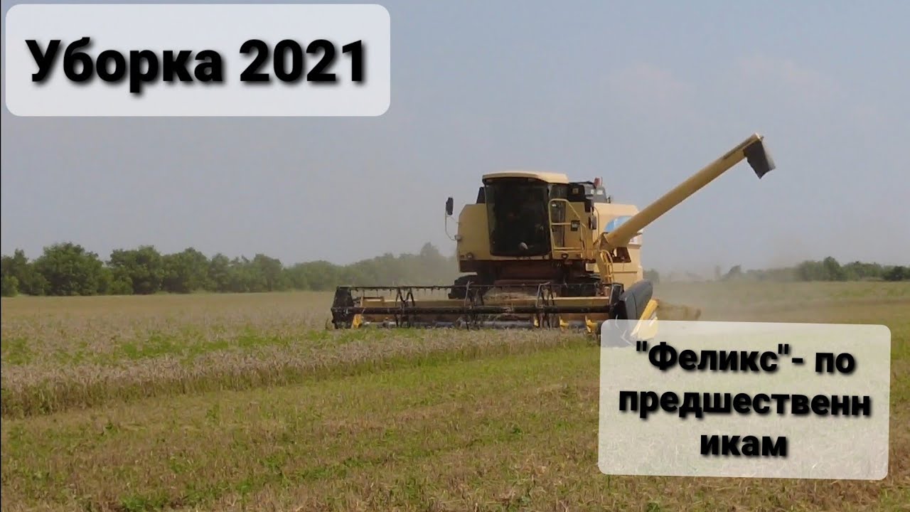 Уборка пшеницы Феликс по разным предшественникам, СЗС и Дисковая сеялка.