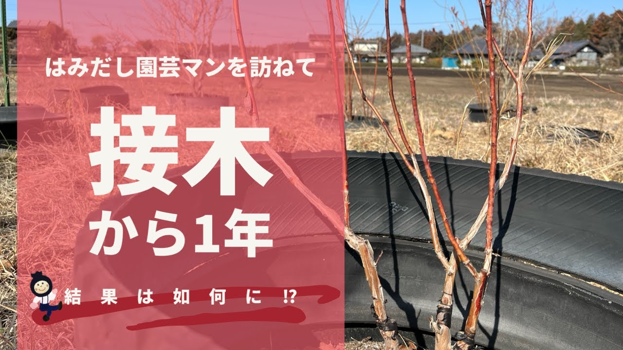 【ブルーベリー】接木から1年、結果発表します！