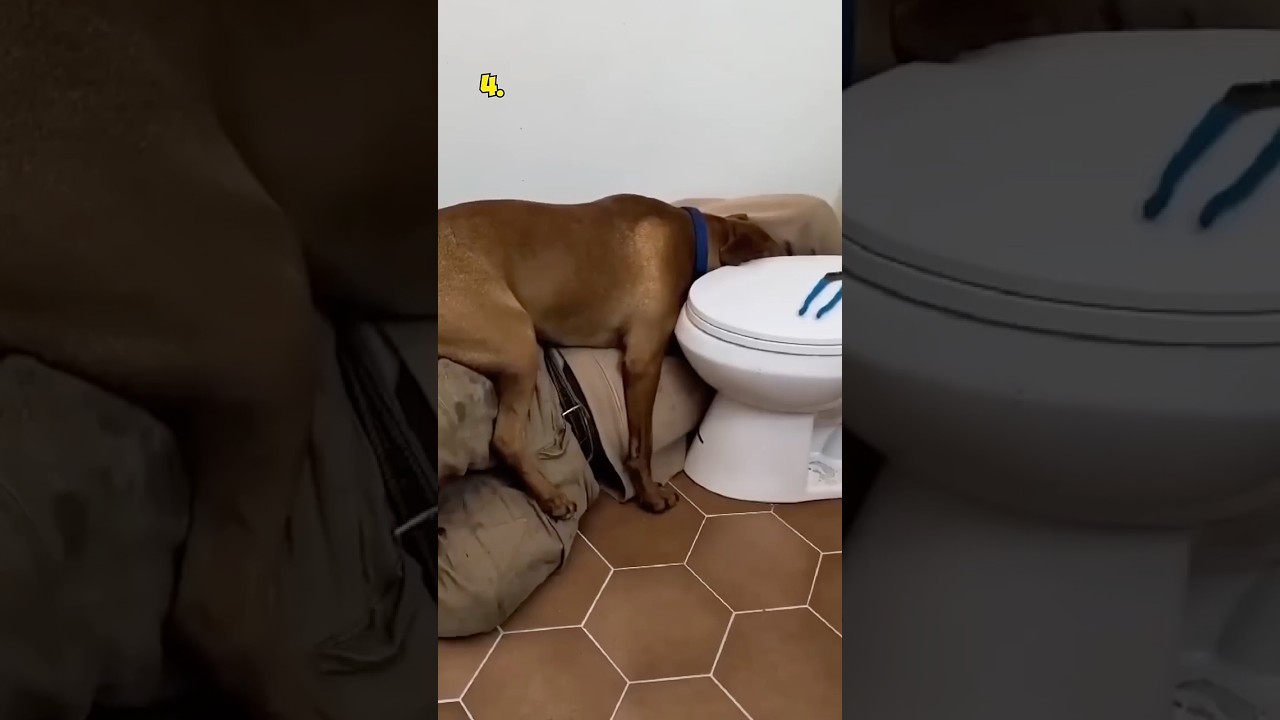 Top 5 Dogs of March!
