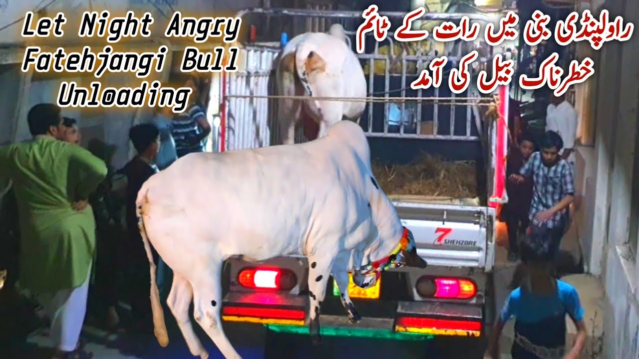 Angry Fatehjangi Bull Unloading Qurbani Bakra Eid Rawalpindi