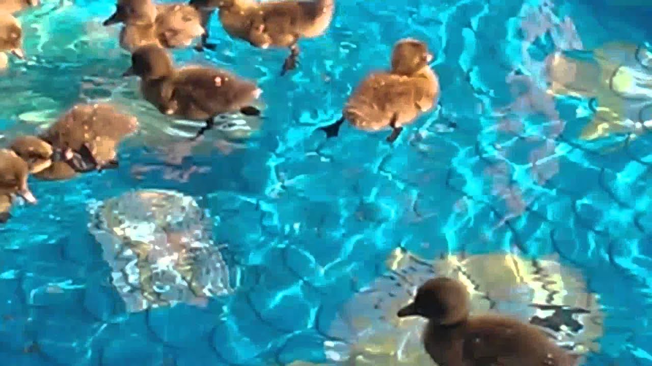 Baby Ducks First Swim