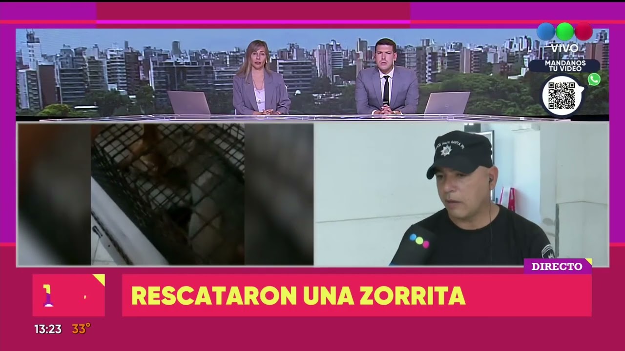 Rescataron una zorrita |TELEFE ROSARIO