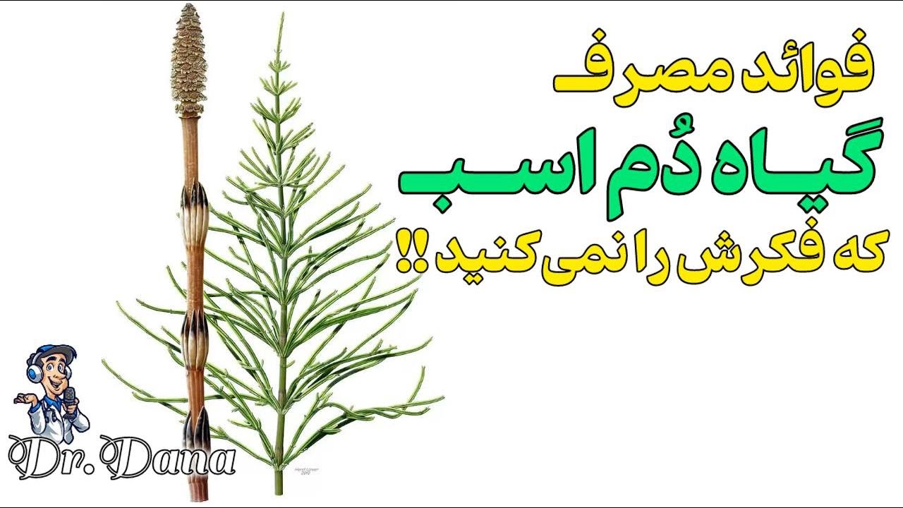 💊فواید مصرف گیاه دم اسب که فکرش را نمی کنید !!