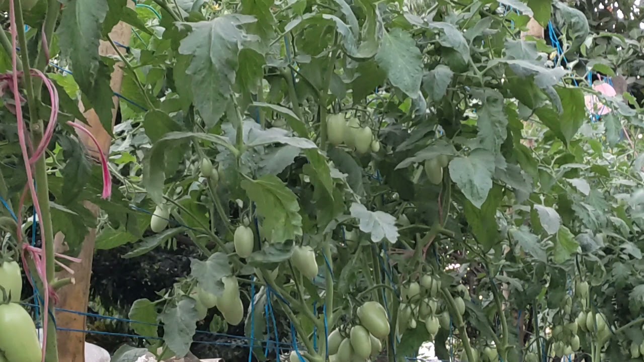 hablando sobre el cultivo de tomate hidroponico