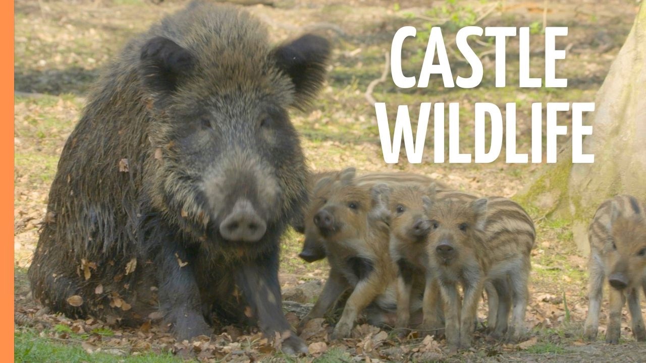 Wildlife of Germany: Hidden Nature of the Leine Valley | Full Documentary