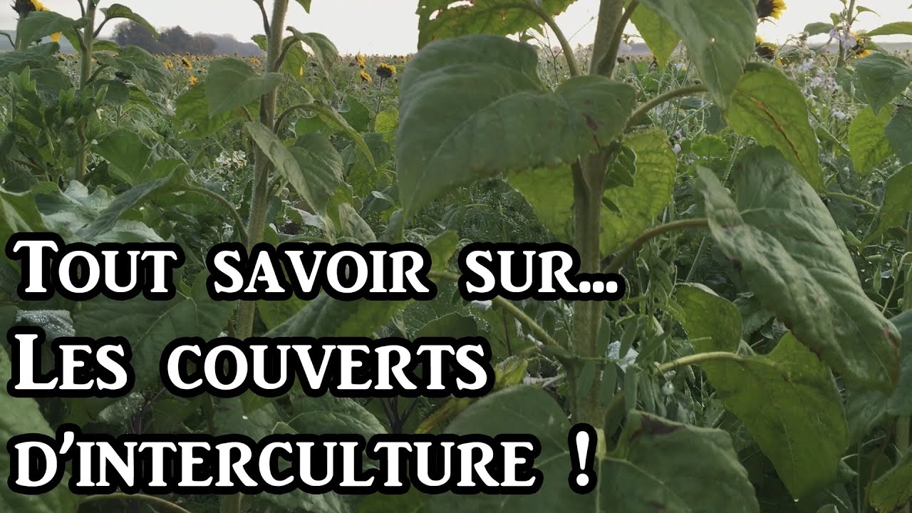 Tous savoir sur les couverts d'interculture : L'implantation