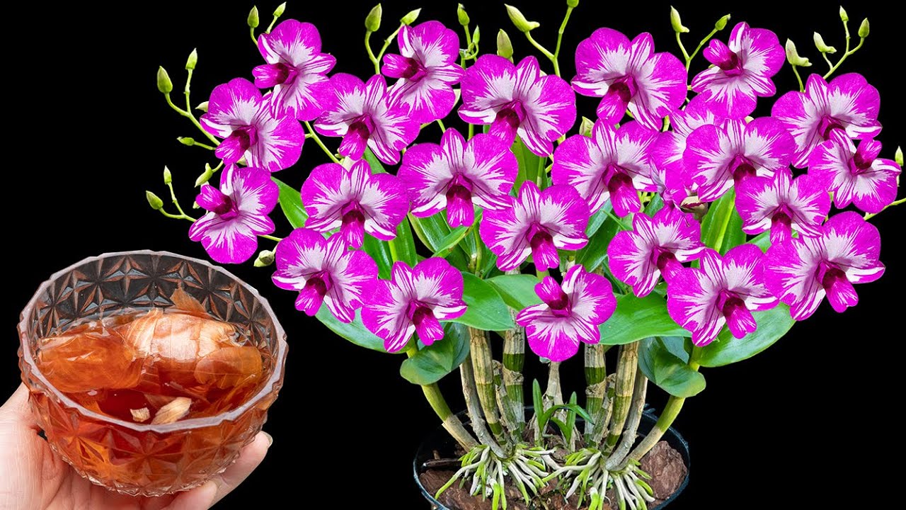 Magic bowl of onion water, Makes barren orchids lush and blooming all year round