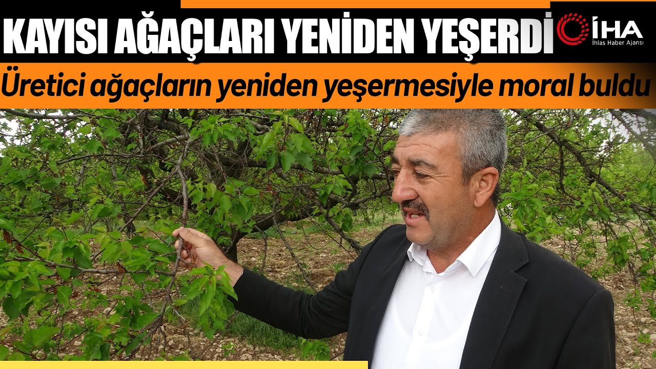 Malatya'da Kayısı Ağaçları Yeniden Yeşerdi