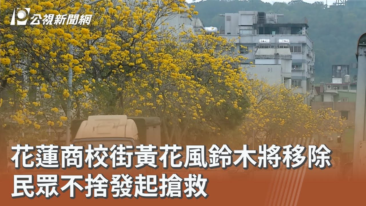 花蓮商校街黃花風鈴木將移除 民眾不捨發起搶救｜20260416 公視午間新聞