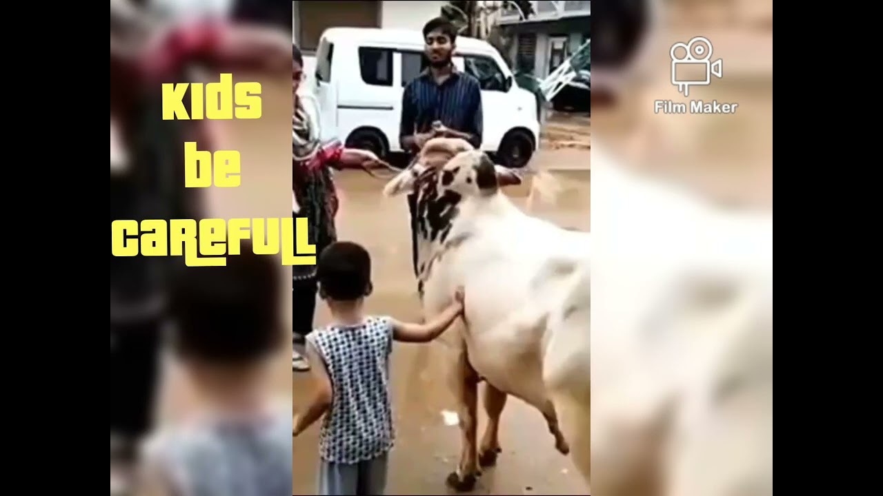 crazy cow kicked little boy #cow #awareness #viral #trending #eid