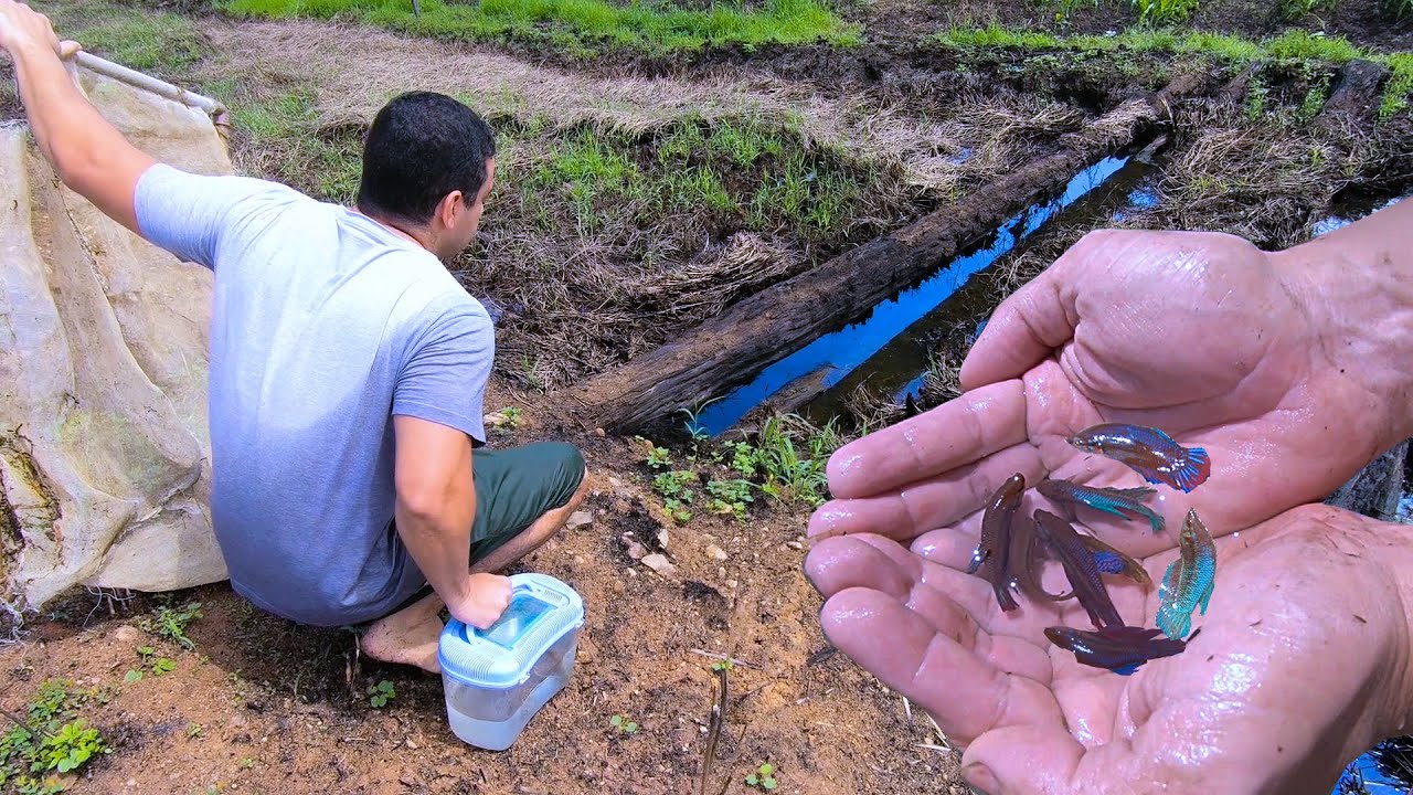 INCRÍVEL CAPTURAMOS OS PEIXES BETTAS SELVAGENS MAIS BONITOS DO BRASIL DE BAIXO DE UM TRONCO!!!!
